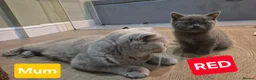 Scottish Fold cats for sale: 🐾 Beautiful Scottish Fold Kittens – £500 Each 🐾 - Advert 17