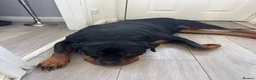 Rottweiler dogs for sale: KC Srb Rottweilers 19 champion winning bloodlines - Advert 12