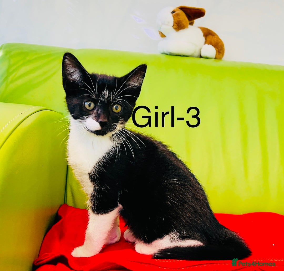 Mixed Breed cats for sale: Beautiful ,clever ,healthy village Kittens - Image 16
