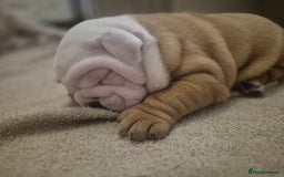 English Bulldog dogs for sale: English Bulldog Puppies  - Image 5