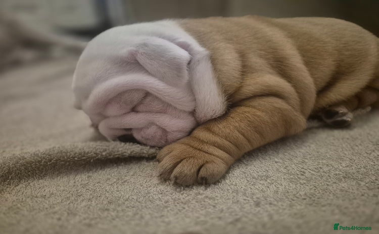 English Bulldog dogs - Advert 2