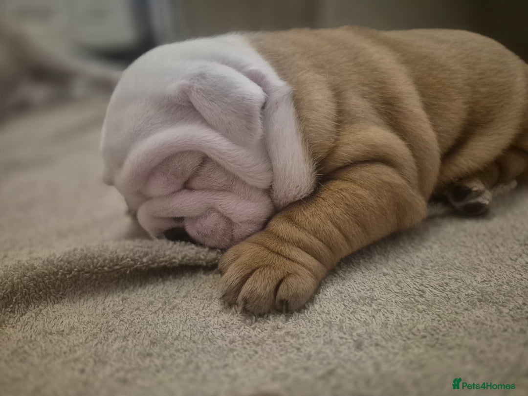 English Bulldog dogs for sale: English Bulldog Puppies  - Image 5