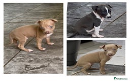 Italian Greyhound dogs for sale: KC registered Italian Greyhounds  - Image 13