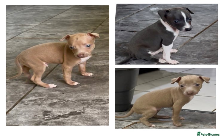 Italian Greyhound dogs - Advert 2