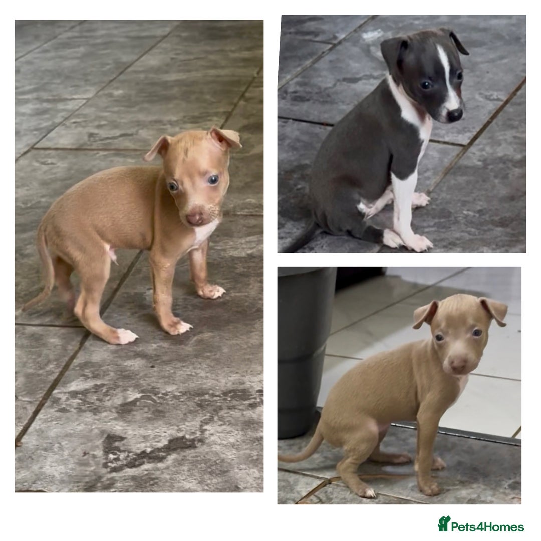 Italian Greyhound dogs for sale: KC registered Italian Greyhounds  - Image 13