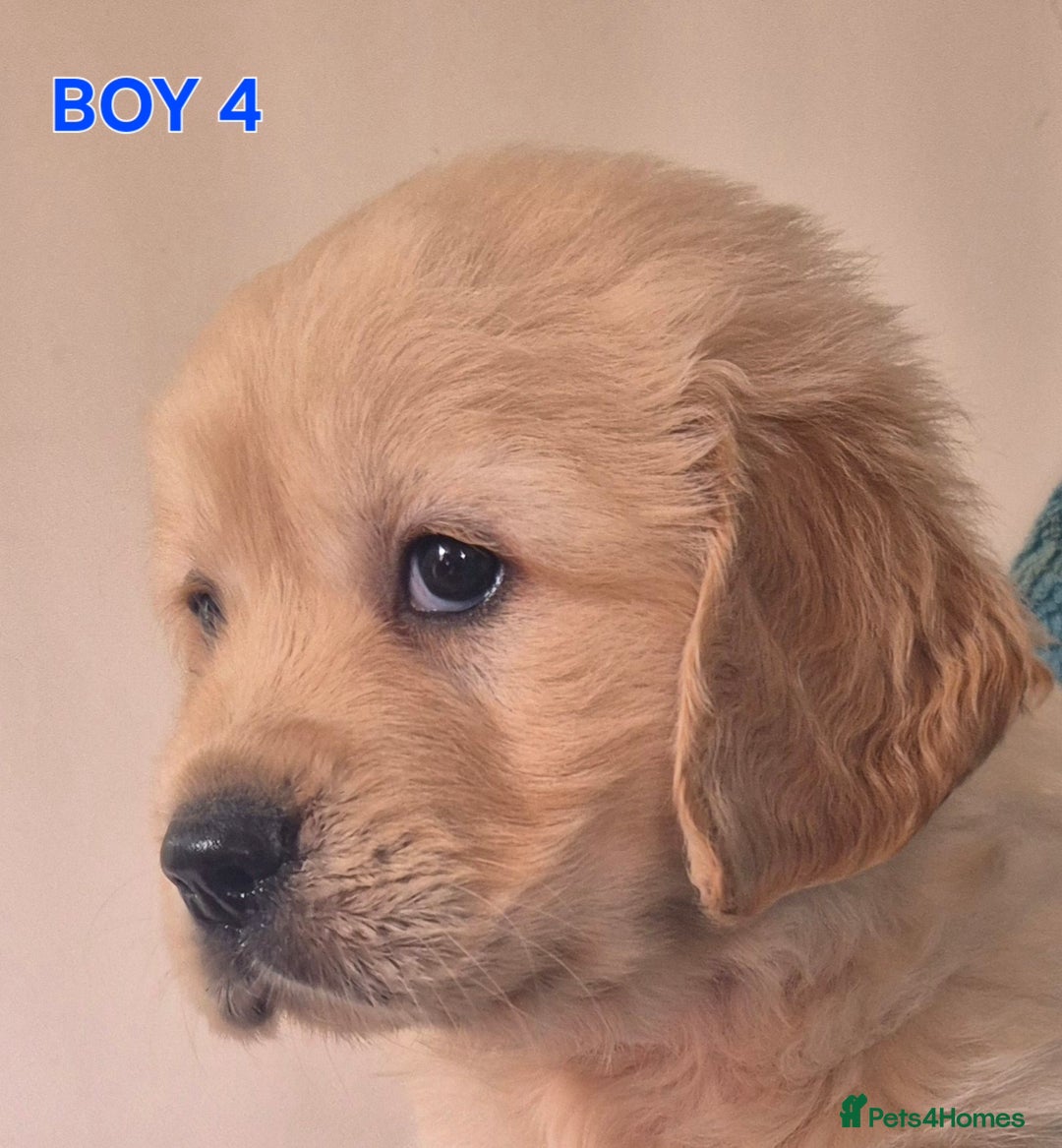 Golden Retriever dogs for sale: Show type Golden Retrievers health tested parents - Image 22