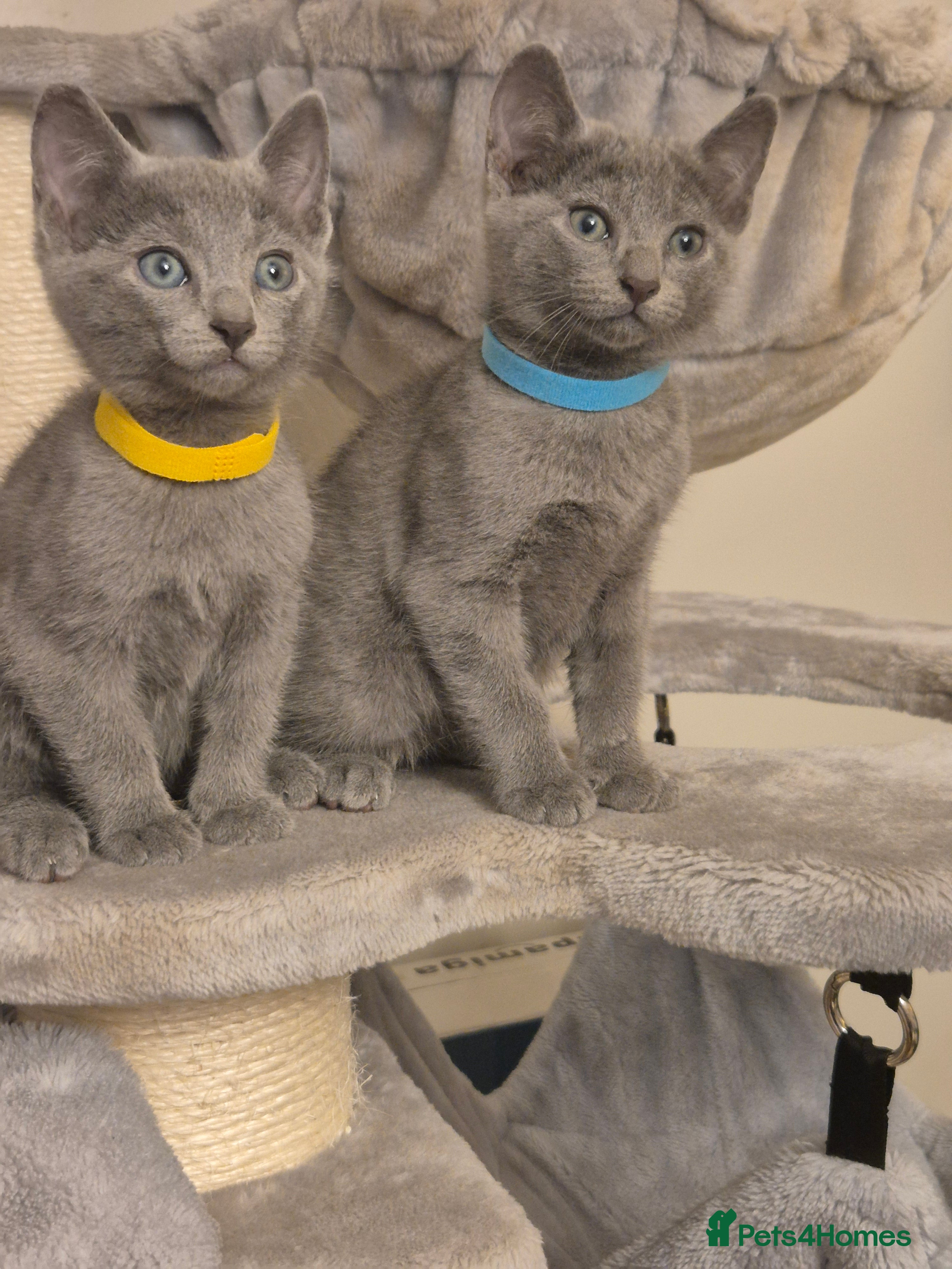 Russian Blue cats Amazing Russian Blue kittens 💙 - Advert 3
