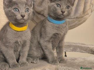 Russian Blue cats Amazing Russian Blue kittens 💙 - Advert 2