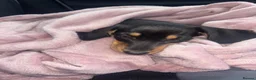 Miniature Dachshund dogs for sale: Miniature smooth coated Dacshund’s  - Advert 6