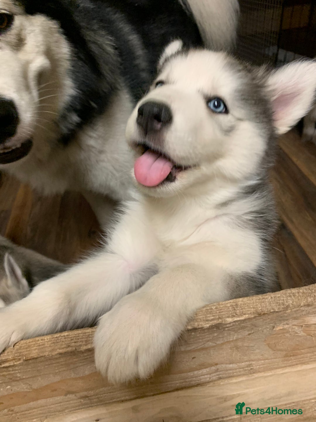 Utonagan dogs for sale: Husky x malamute  - Image 14
