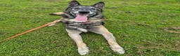 Belgian Shepherd Dog dogs for adoption: BARRY - Older Shepherd - Advert 4