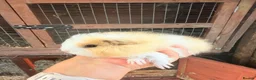 Guinea Pig rodents for sale: Swiss & Peruvians baby’s available  - Advert 6