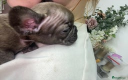 French Bulldog dogs for sale: Brindle & Fawn French Bulldog Puppies - Image 21