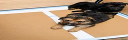 German Shepherd dogs for sale: German Shepherd Puppies From Outstanding Parents - Advert 12