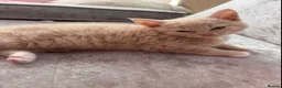 Mixed Breed cats for sale: My beautiful kittens are for sale - Advert 2
