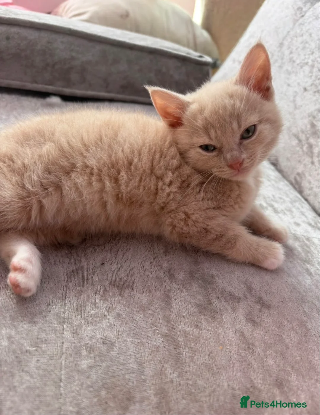 Mixed Breed cats for sale: My beautiful kittens are for sale - Advert 2