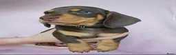 Miniature Dachshund dogs for sale: Magnificent miniature Dachshund puppies. in Northampton - Advert 5