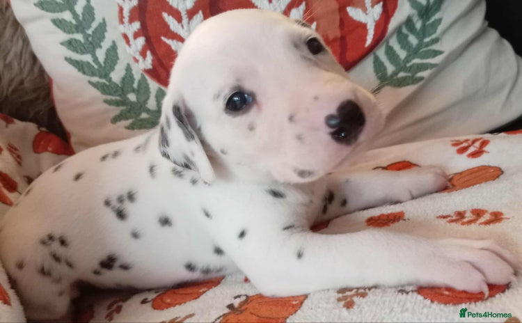 Dalmatian dogs - Advert 1