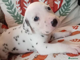 Dalmatian dogs - Advert 3