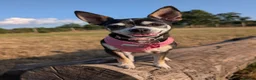 Chihuahua dogs for adoption: Sookie and Piper - Bonded Pair for Adoption 🩷  - Advert 7