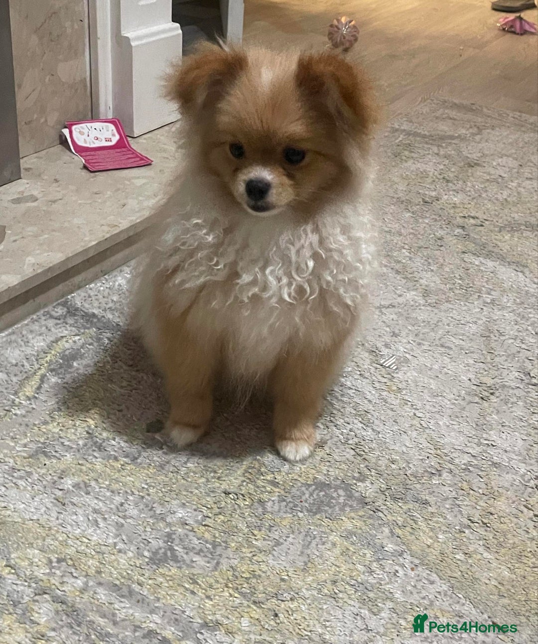 Pomeranian dogs for sale: ALIK  - Advert 2