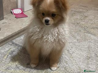 Pomeranian dogs ALIK - Advert 15