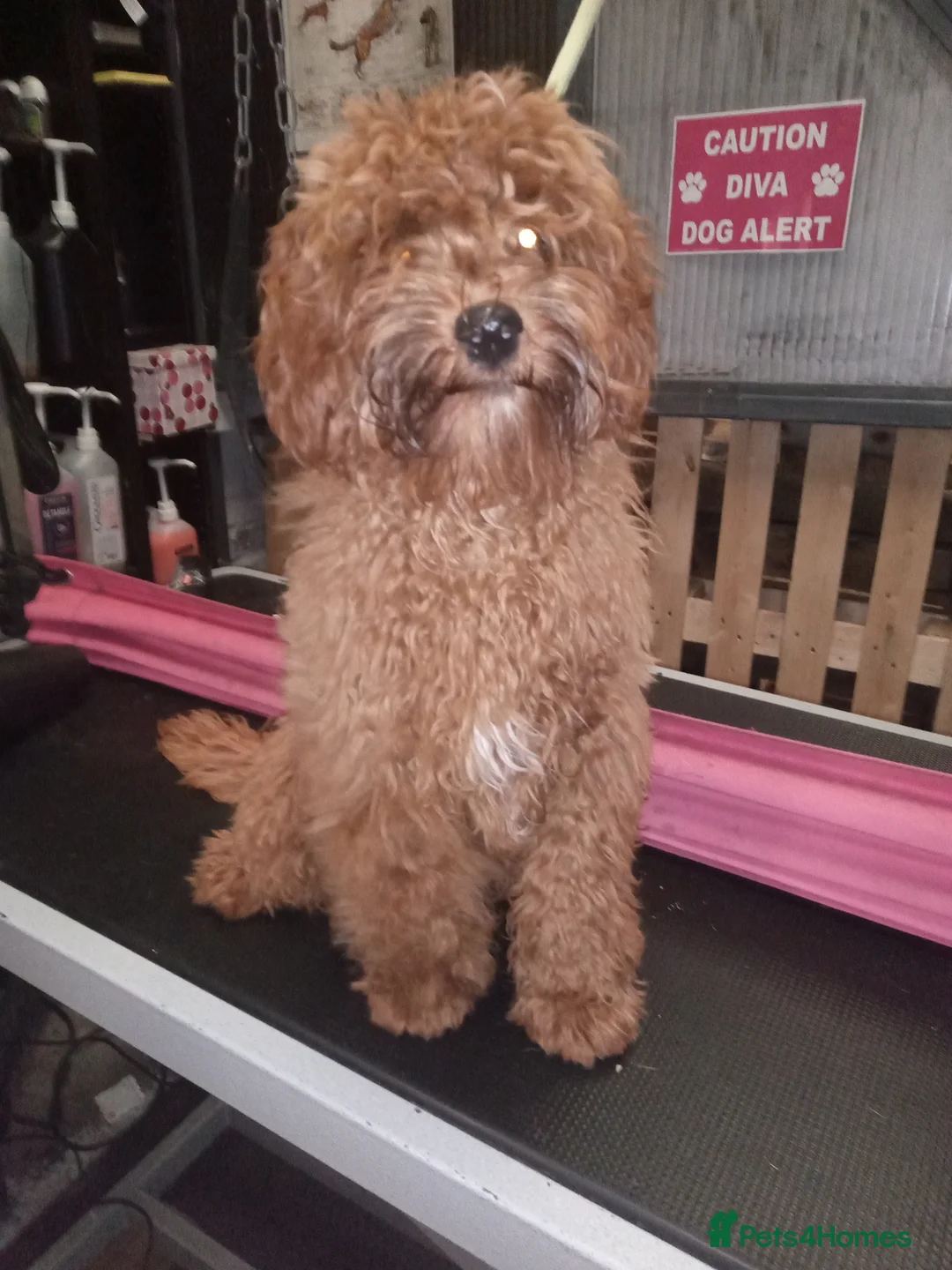 Cavapoo dogs for stud: NOW PROVEN Fully health tested cavapoo for stud in Ilkeston - Advert 2