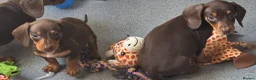 Miniature Dachshund dogs for sale: Stunning miniature dachshund puppies - Advert 16