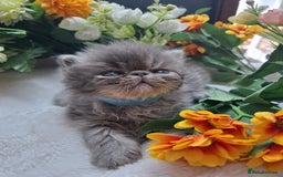 Persian cats for sale: Persian Kittens looking for their forever homes - Image 4