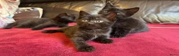 Mixed Breed cats for sale: Kittens for sale - Advert 11