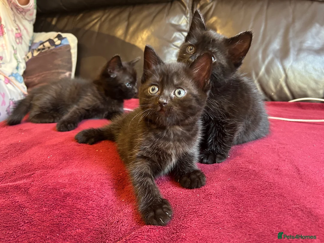 Mixed Breed cats for sale: Kittens for sale - Advert 11