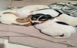Jack Russell dogs for sale: Beautiful Jack russell puppies  - Advert 3