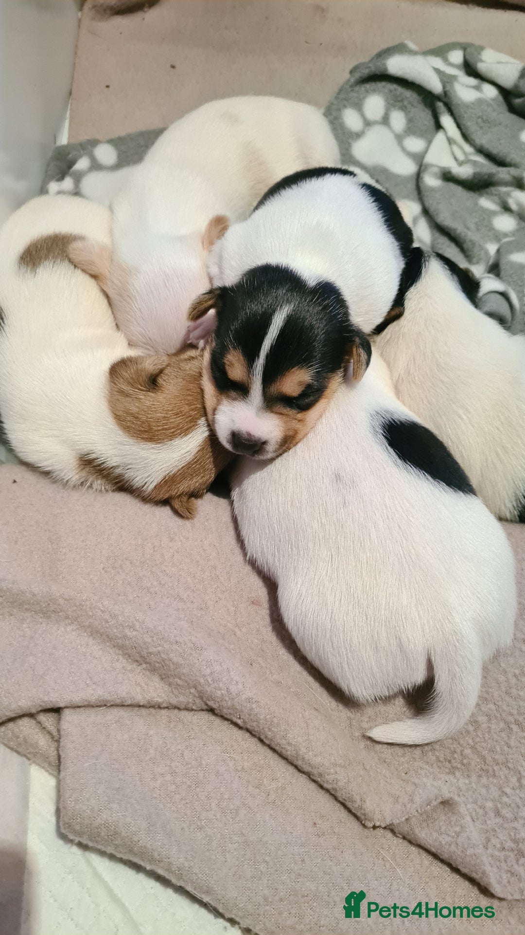 Jack Russell dogs for sale: Beautiful Jack russell puppies  - Advert 3