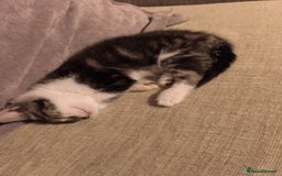 Mixed Breed cats for sale: Cute tabby kittens - Advert 8