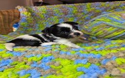 Biewer Terrier dogs for sale: Pure breed Biewer Terrier puppies 4 Generation  - Image 18