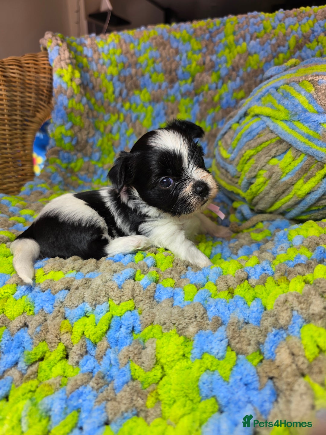 Biewer Terrier dogs for sale: Pure breed Biewer Terrier puppies 4 Generation  - Image 18