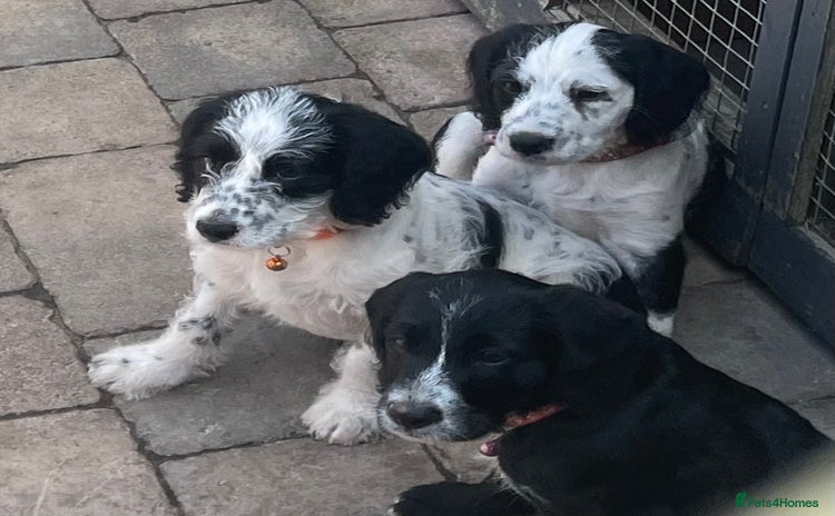Mixed Breed dogs - Advert 15