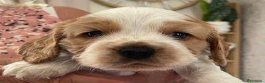 Cockalier 1