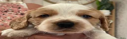 Cockalier dogs for sale: F1 Cockaliers best of both breeds  - Advert 5