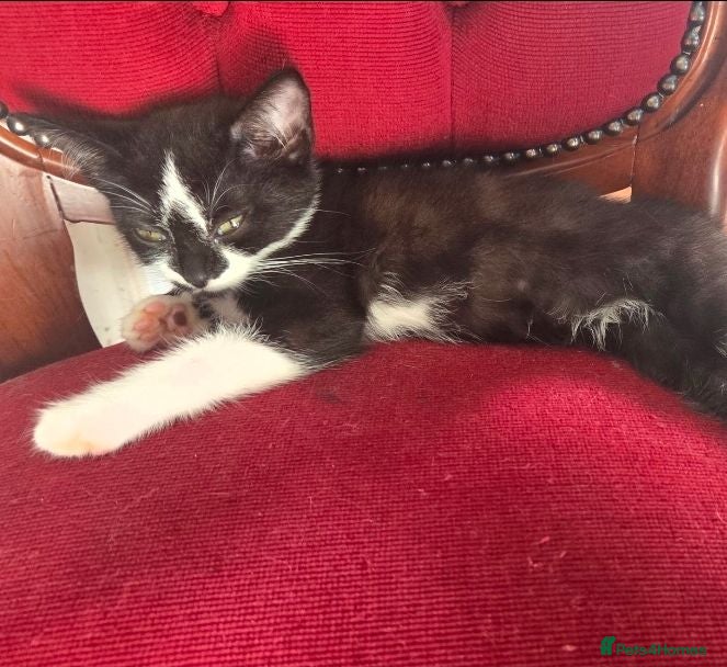 Mixed Breed cats 2Beautiful Black & White Kittens - 2 Girls & 1 Boy - Advert 12