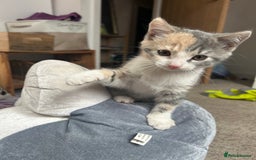 Domestic Shorthair cats for sale: Beautifully bonded brother & sister to go together - Image 14