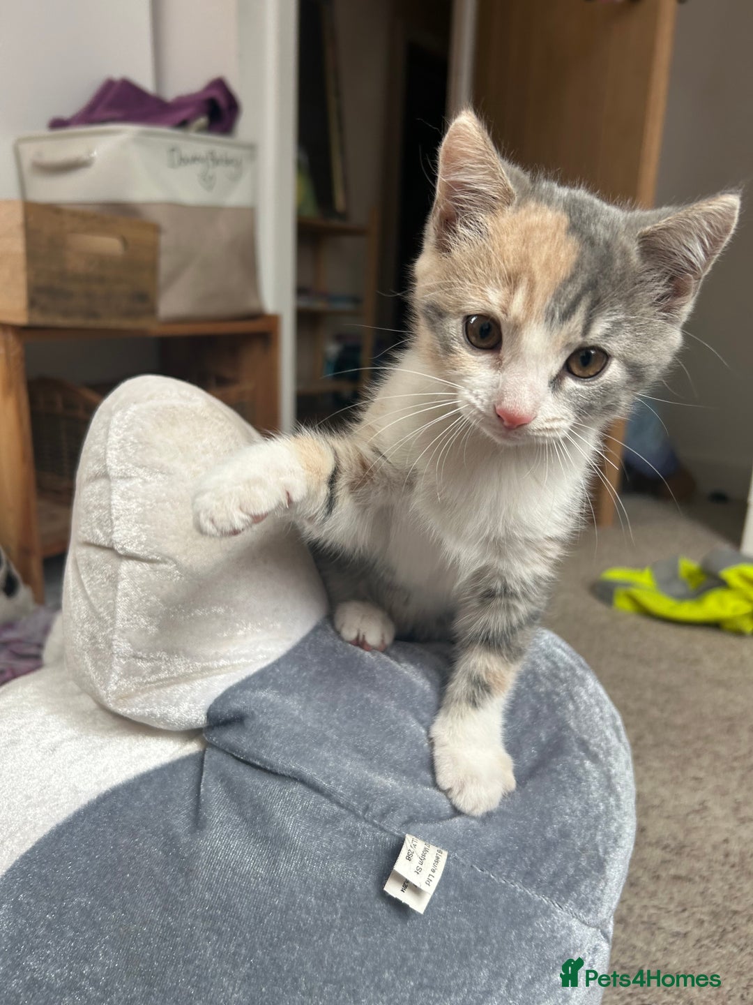 Domestic Shorthair cats for sale: Beautifully bonded brother & sister to go together - Image 14