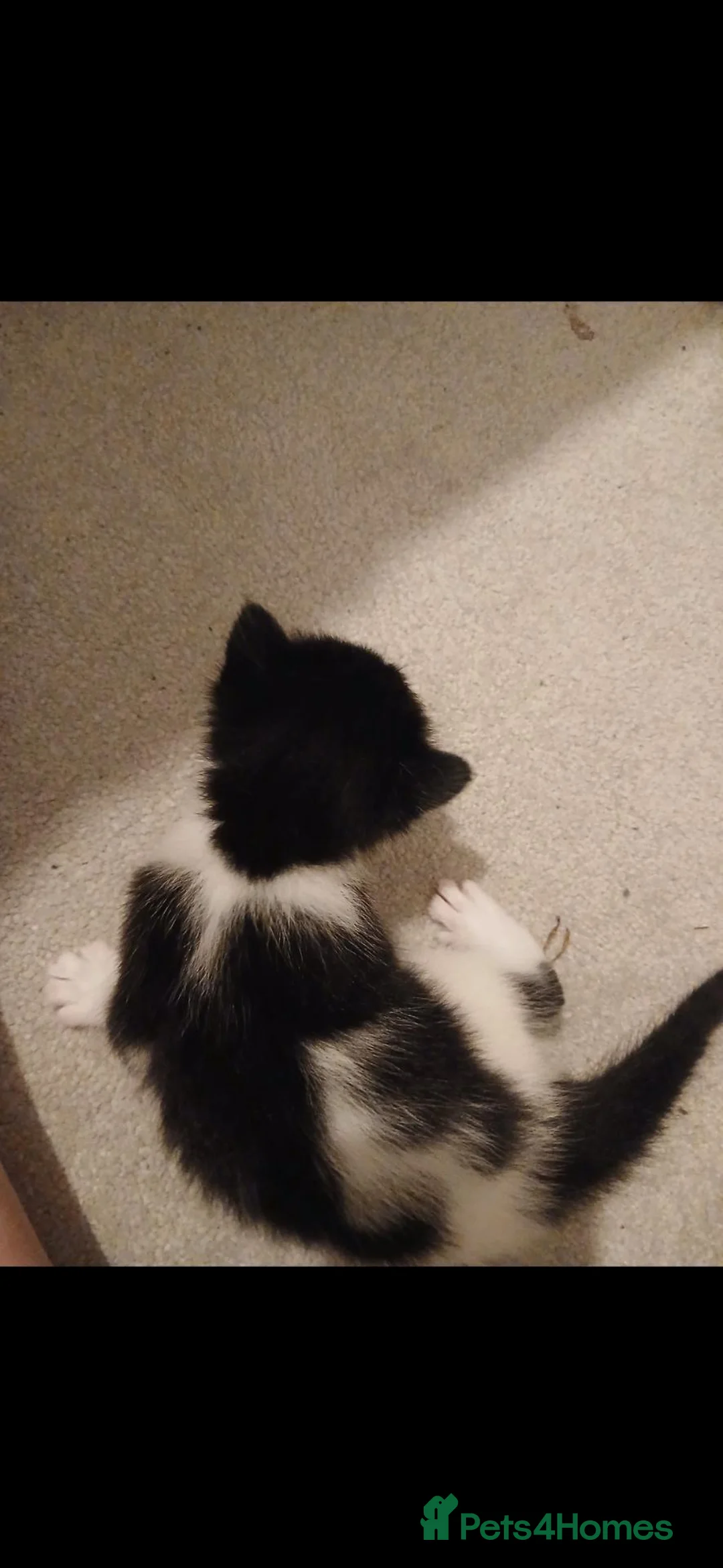 Mixed Breed cats for sale: Litter of 4 kittens in Colchester - Advert 2
