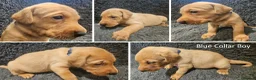 Labrador Retriever dogs for sale: Stunning Red Fox Labs : Health Checked-KC Reg-FTCH - Advert 8
