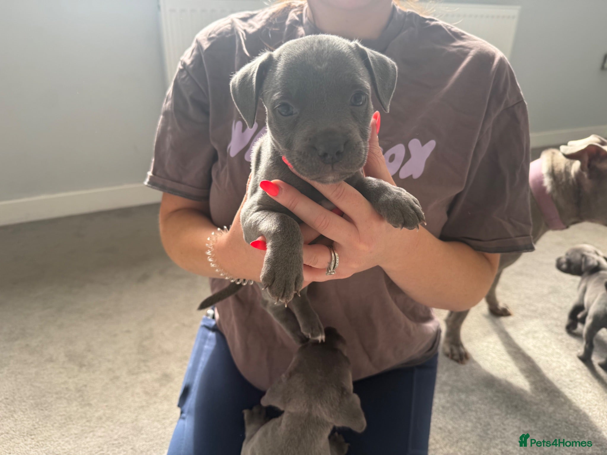 Staffordshire Bull Terrier dogs Four stunning blue Staffordshire bull terriers - Advert 2