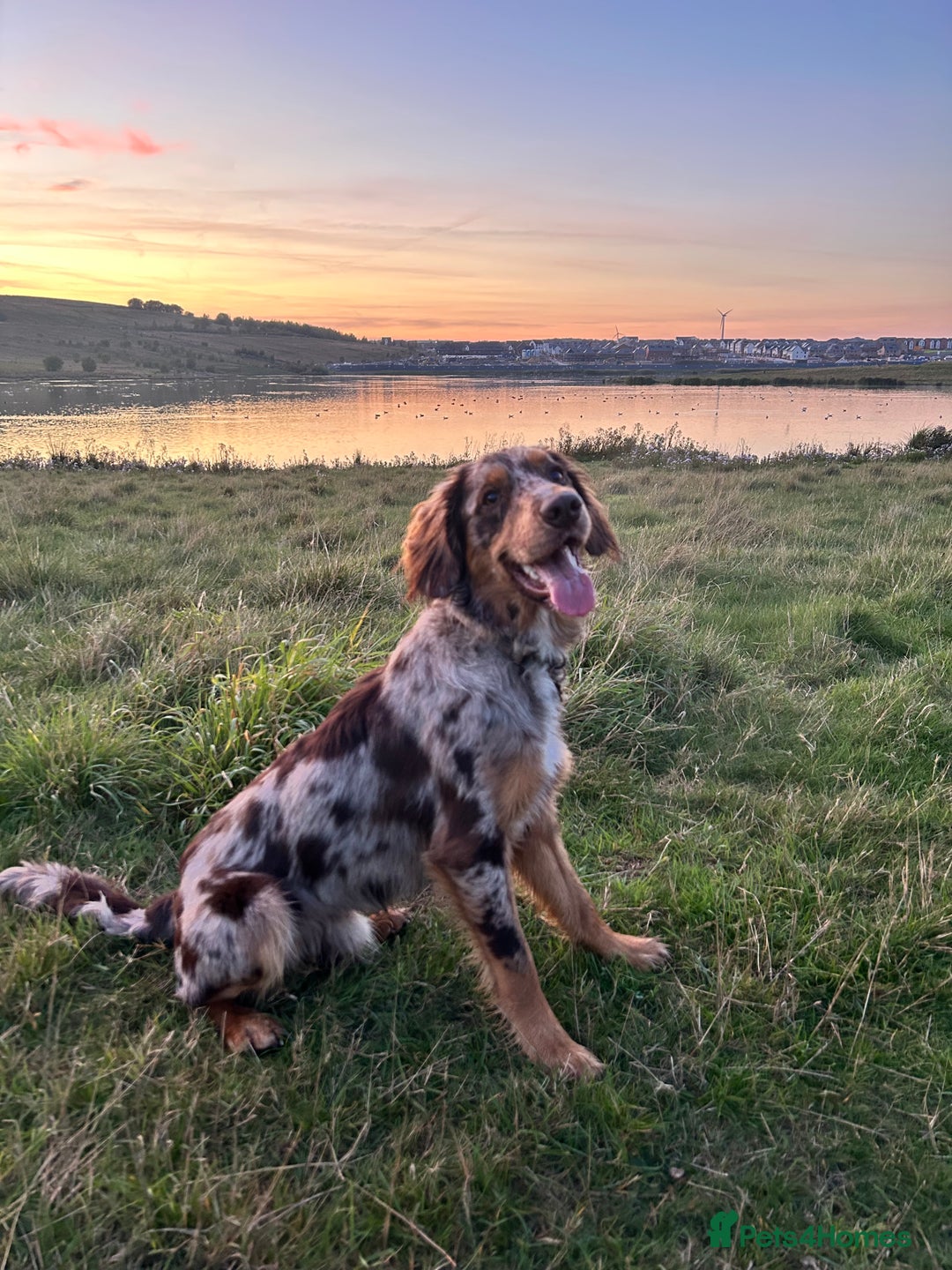 Sprollie dogs for sale: 6 Male Sprollies For Sale - Advert 13