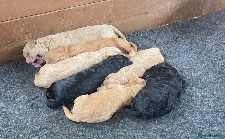 Australian Labradoodle dogs - Advert 3