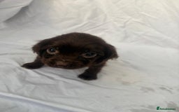 Cocker Spaniel dogs for sale: ADORABLE 🥰 COCKER SPANIELS 🥰 - Image 3