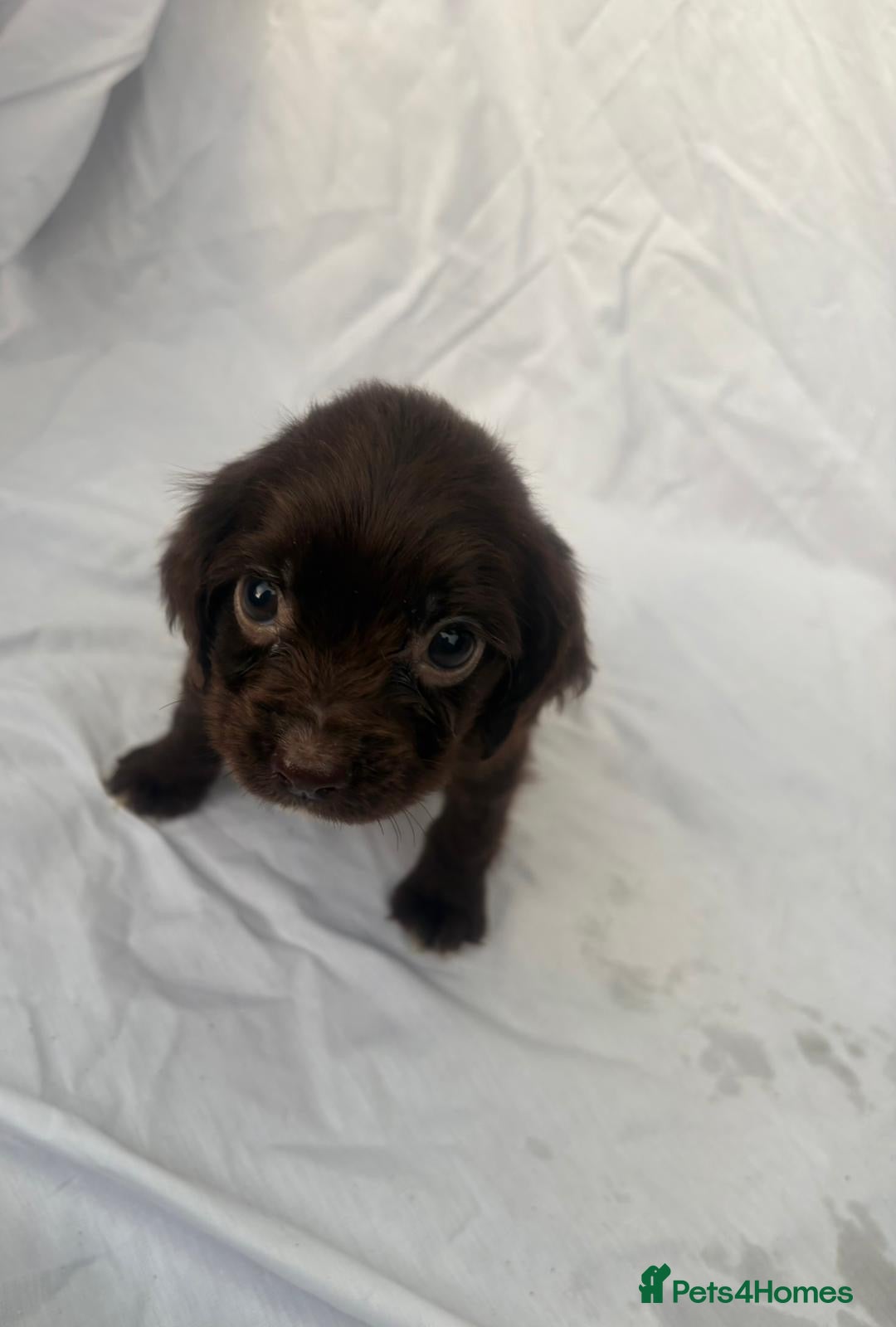 Cocker Spaniel dogs for sale: ADORABLE 🥰 COCKER SPANIELS 🥰 - Image 3