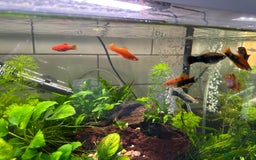 Plecos fish for sale: Juvenile bristle-nose plecos - Image 12